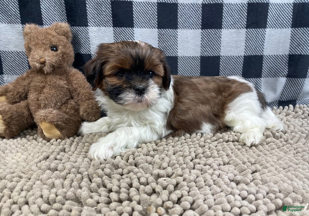 Shih Tzu dogs for sale: Mike - Ad 9