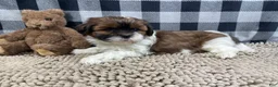 Shih Tzu dogs for sale: Mike - Ad 9