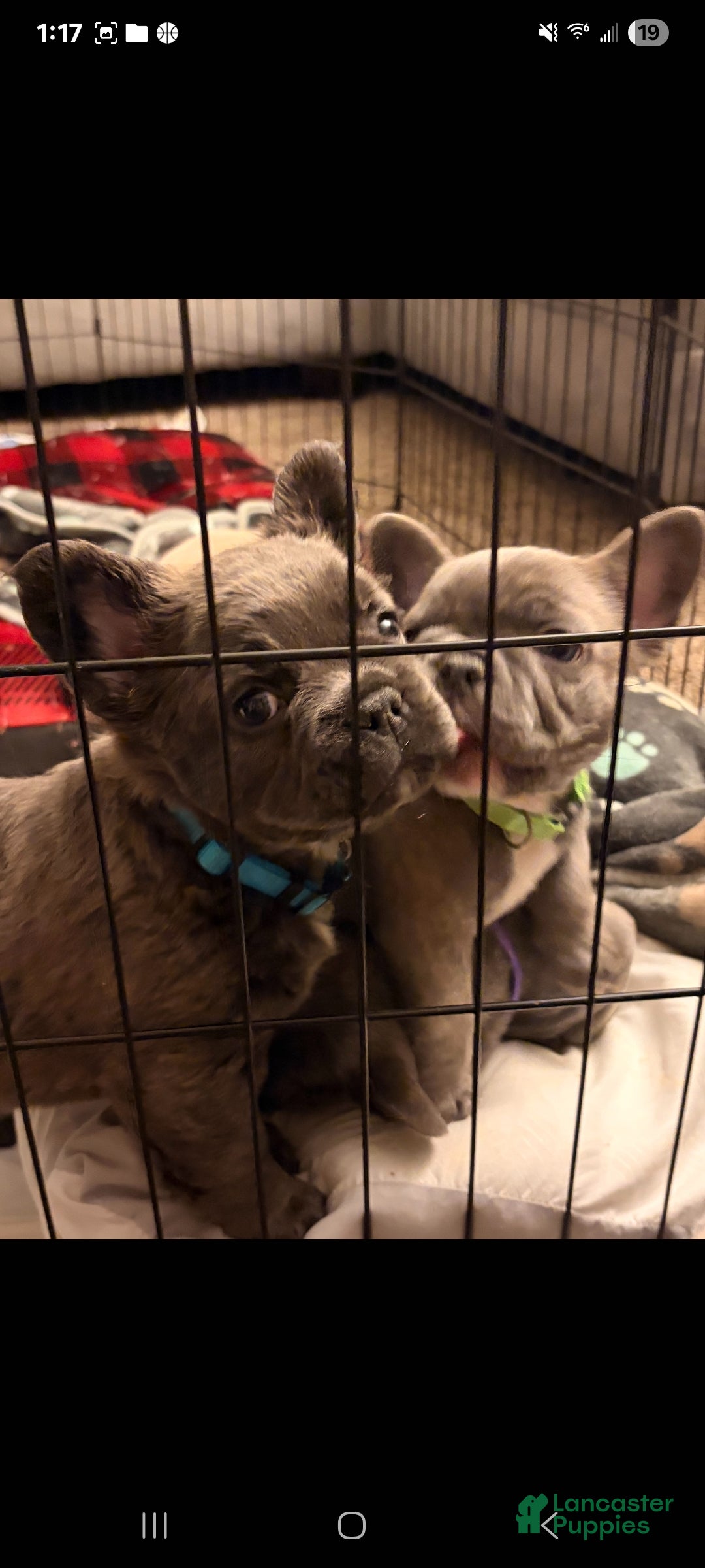 French Bulldog dogs for sale: Sumo - Ad 4