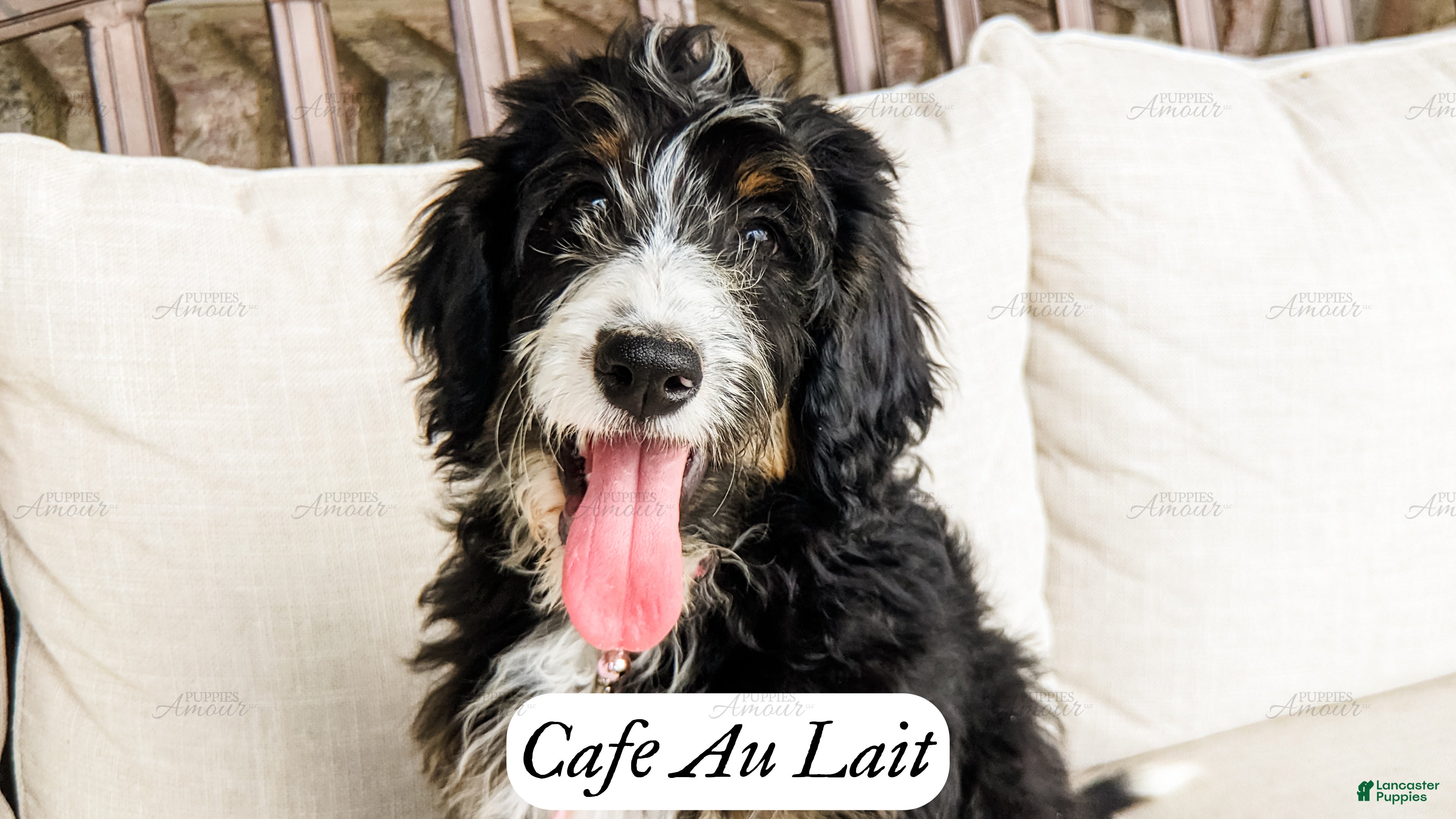 Country Hill Countryside Bernedoodles Bernedoodle Puppies For Sale