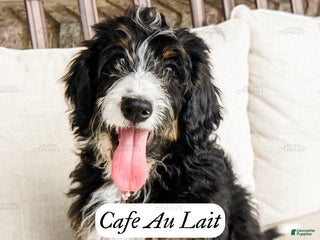 Bernedoodle dogs - Ad 1