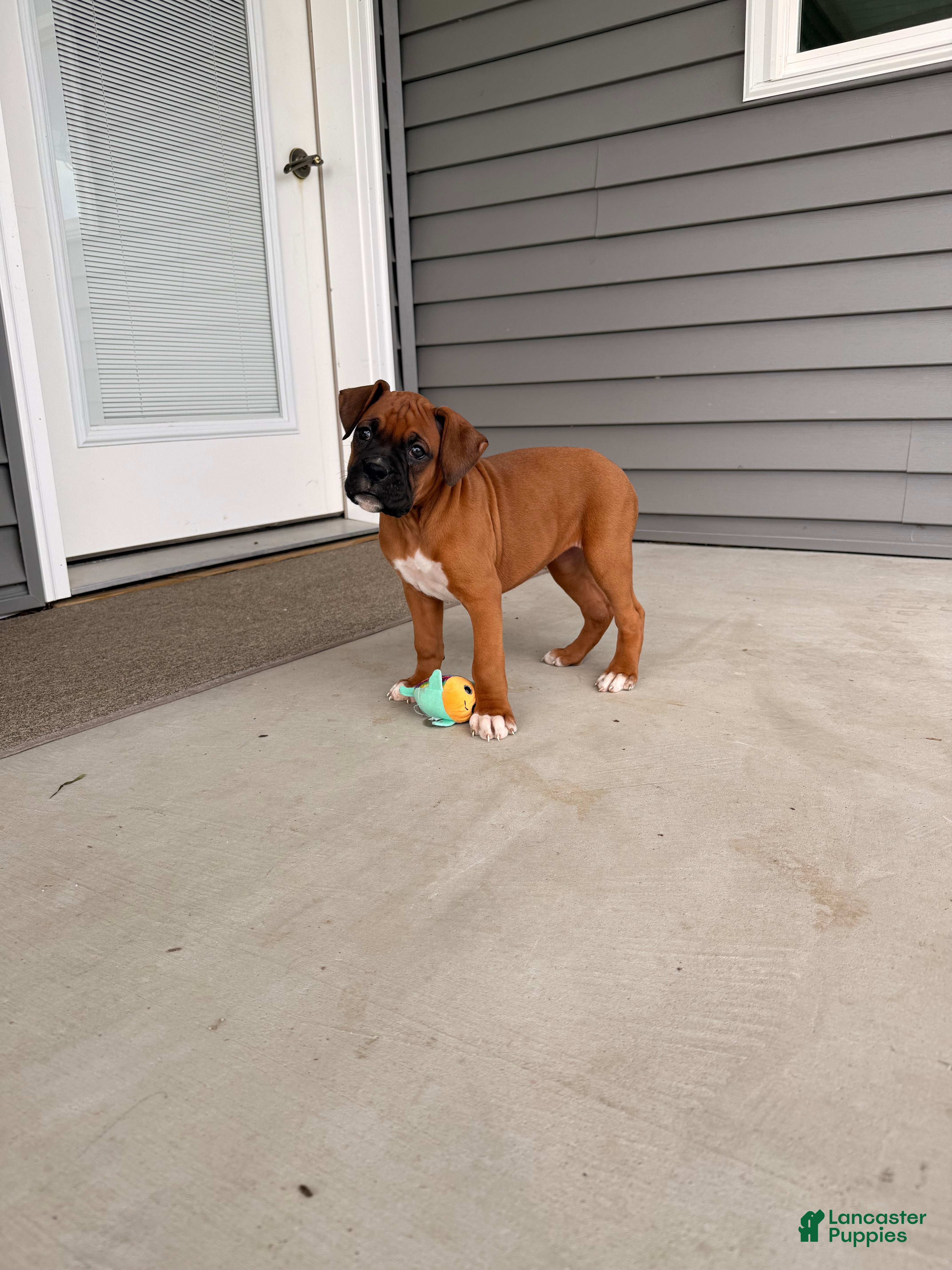 Boxer dogs Callie - Ad 20