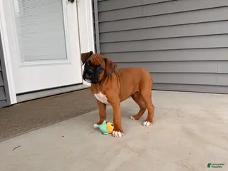 Boxer dogs Callie - Ad 33