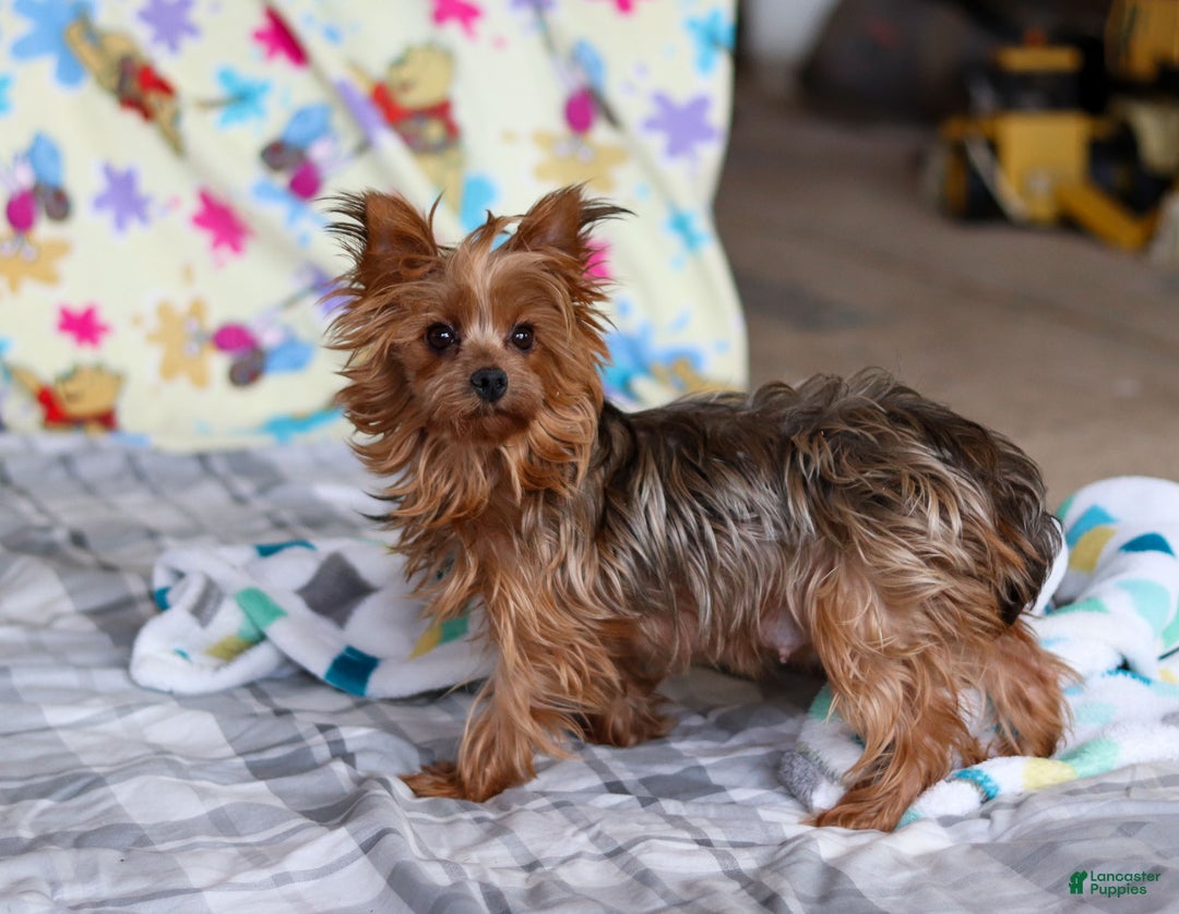 Yorkshire Terrier dogs for sale: Dolly - Ad 10