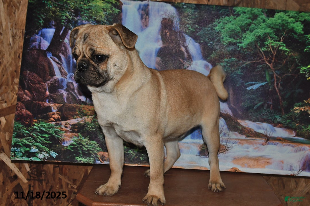 Pug dogs for sale: Sparky - Ad 2