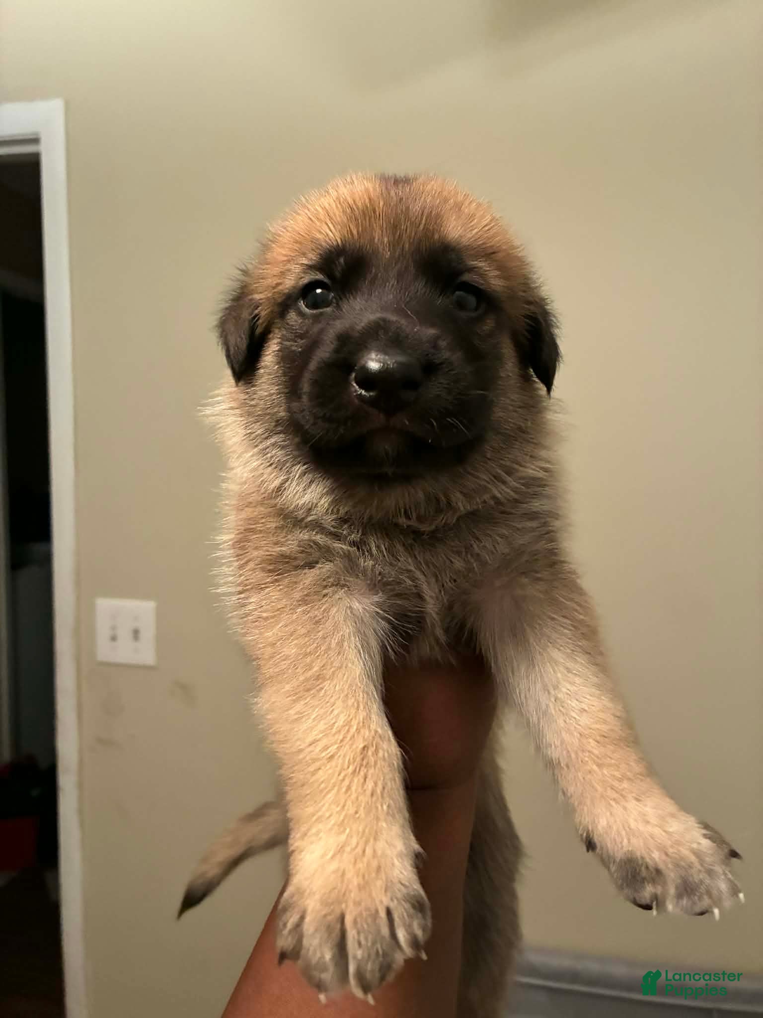 Mixed Breed dogs Mixed Breed Puppy 1 - Ad 32