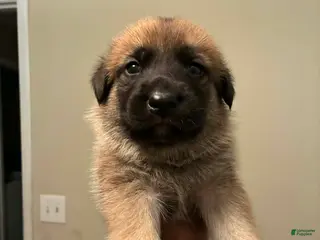 Mixed Breed dogs Mixed Breed Puppy 1 - Ad 32