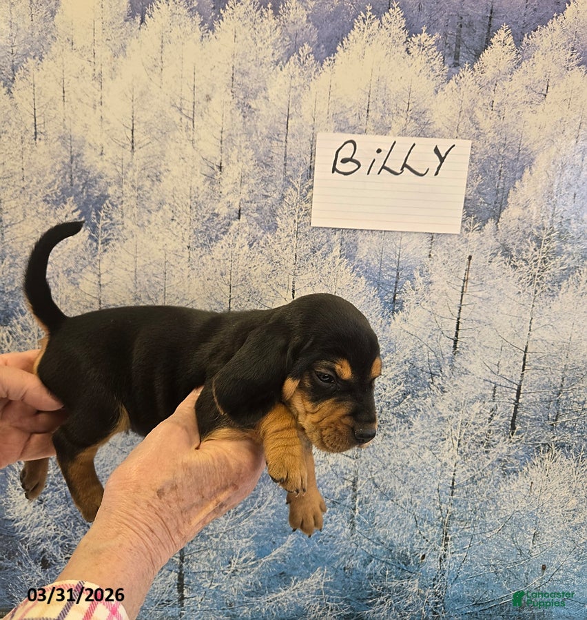 Beagle dogs Billy - Ad 1