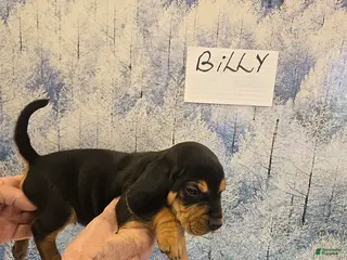 Beagle dogs Billy - Ad 1