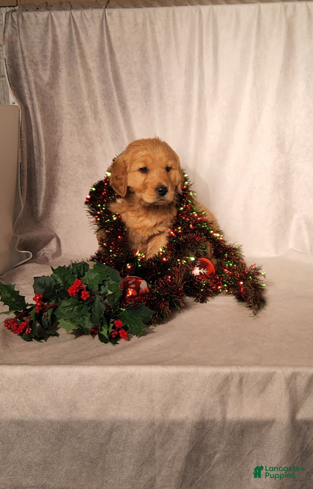 Goldendoodle dogs for sale: Betsy - Ad 1