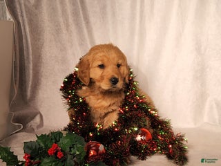 Goldendoodle dogs Betsy - Ad 14