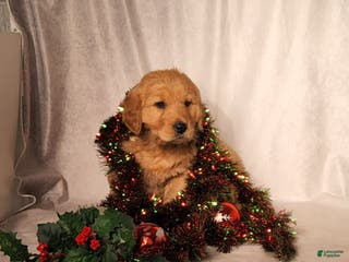 Goldendoodle dogs Betsy - Ad 37