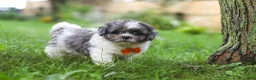 Shihpoo dogs for sale: Biscuit - Ad 3