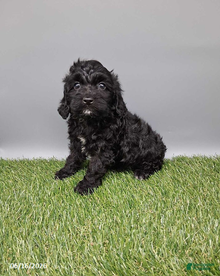 Cockapoo dogs Casey - Ad 1