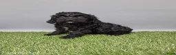 Cockapoo dogs for sale: Casey - Ad 1