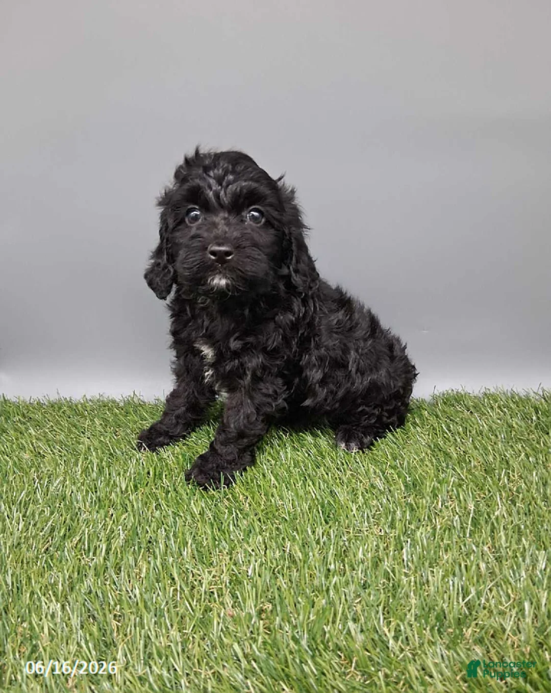 Cockapoo dogs for sale: Casey - Ad 1