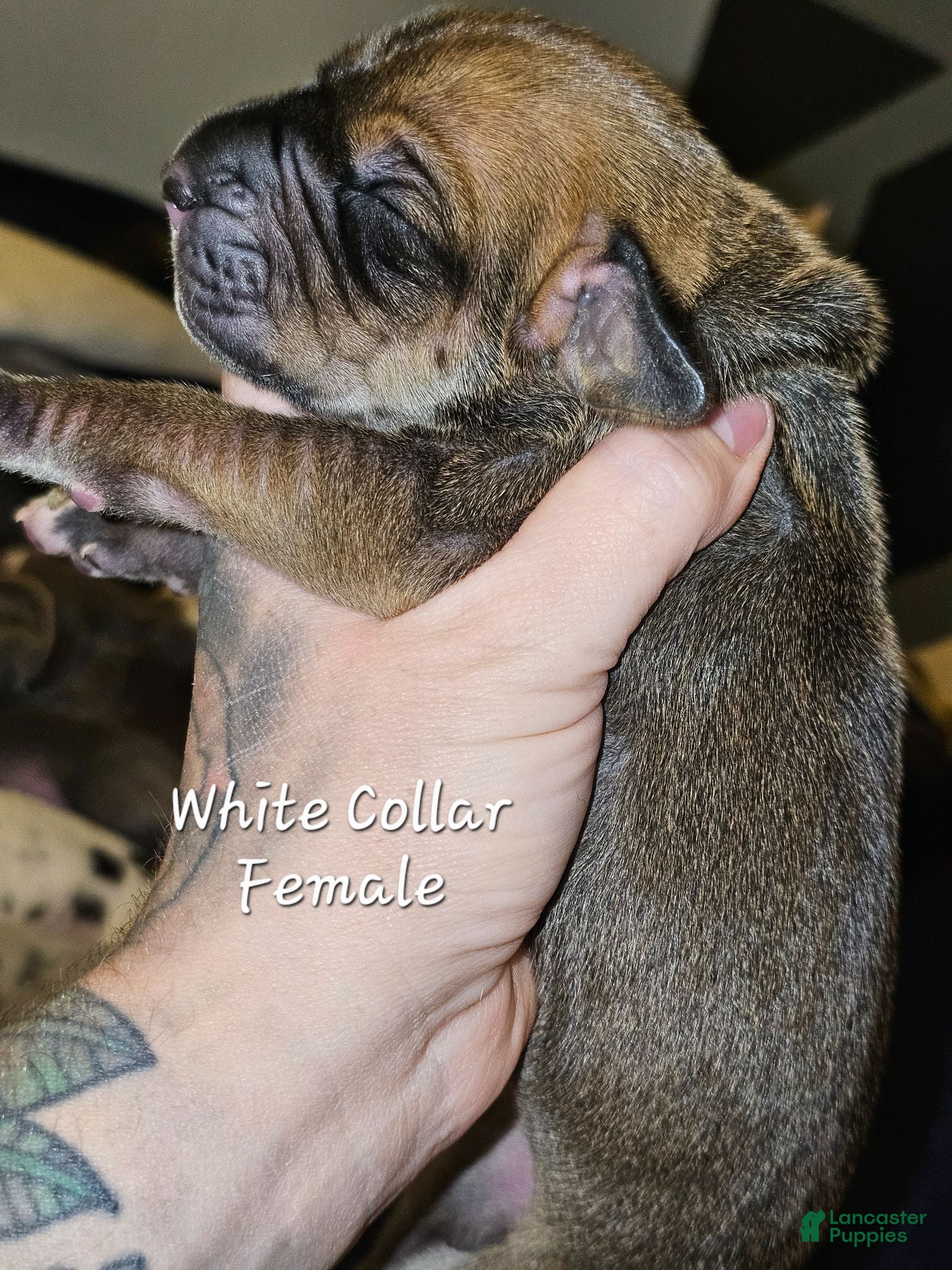 Great Dane dogs White collar - Ad 16