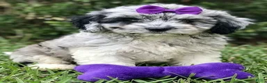 Cockapoo 2