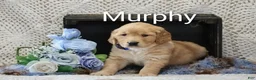 Golden Retriever dogs for sale: Murphy - Ad 3