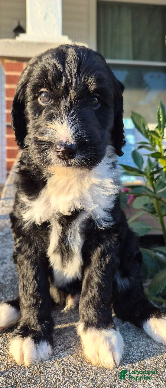 Goldendoodle dogs Tux - Ad 2