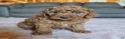 Miniature Poodle dogs for sale: Mini Lilly - Ad 18