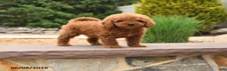 Miniature Poodle dogs for sale: Elliot - Ad 1