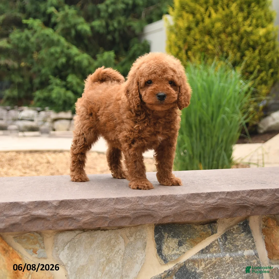 Miniature Poodle dogs for sale: Elliot - Ad 1