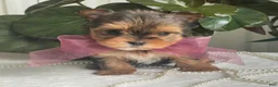 Biewer Terrier dogs for sale: Inka - Ad 13