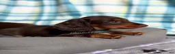 Miniature Dachshund dogs for sale: Blue Collar Miniature Dachshund Chocolate and Tan Long Haired - Ad 6