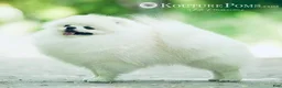 Pomeranian dogs for sale: Sofia - Ad 3