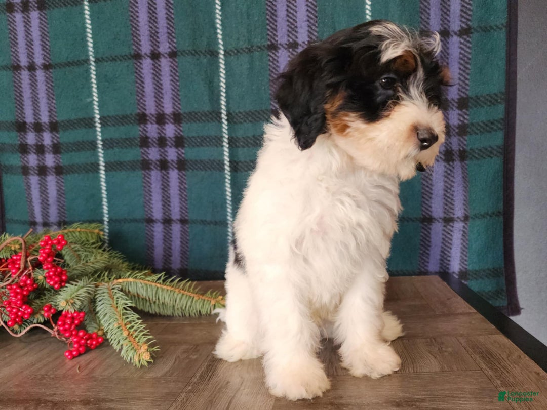Mini Bernedoodle dogs for sale: Vixon - Ad 12