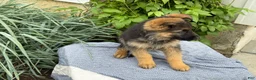German Shepherd dogs for sale: Gertie - Ad 16