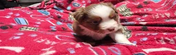 Miniature Australian Shepherd dogs for sale: Bread - Ad 3