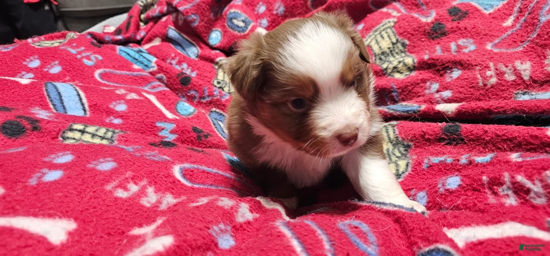Miniature Australian Shepherd dogs for sale: Bread - Ad 3