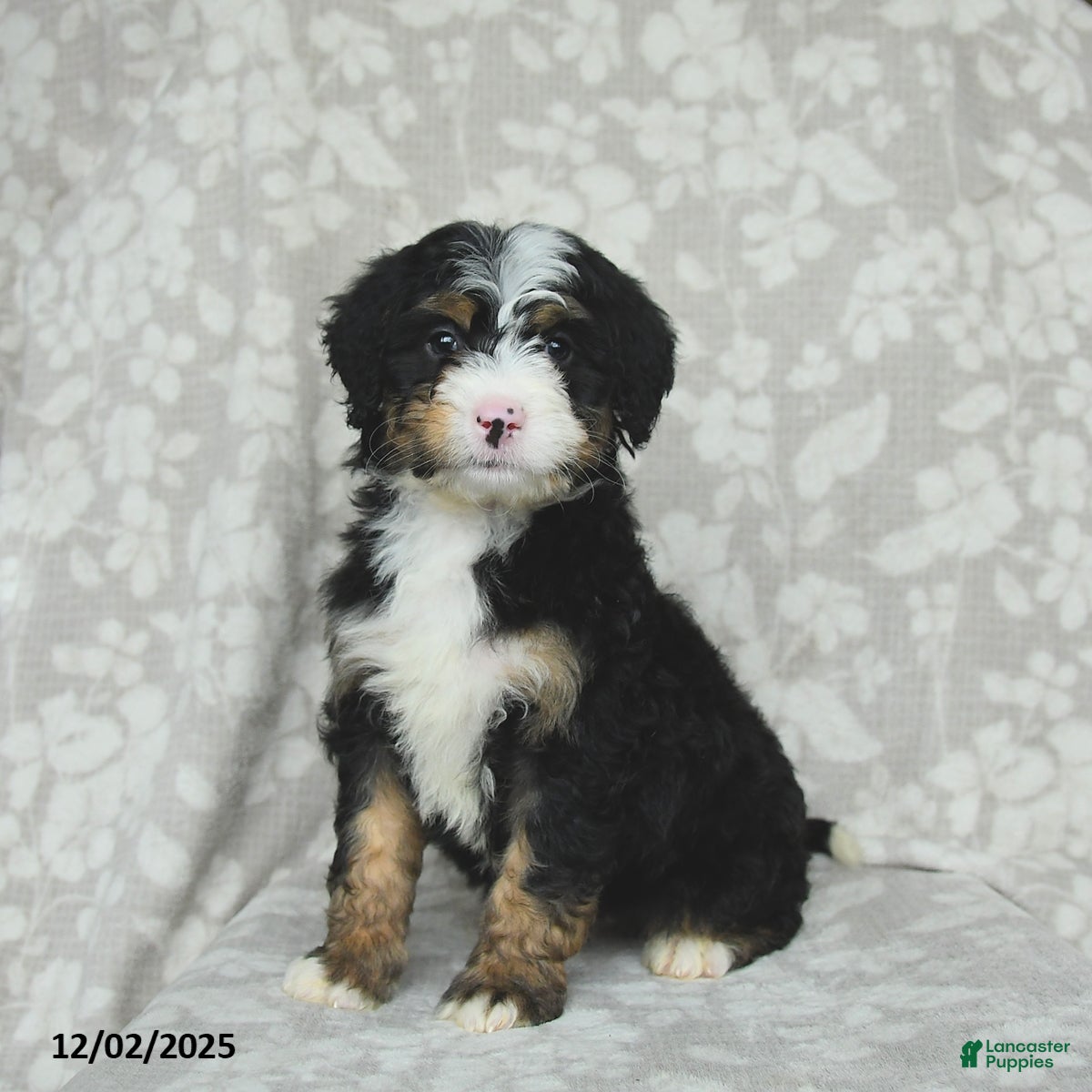 Mini Bernedoodle dogs Teddy - Ad 23