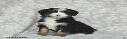 Mini Bernedoodle dogs for sale: Teddy - Ad 1