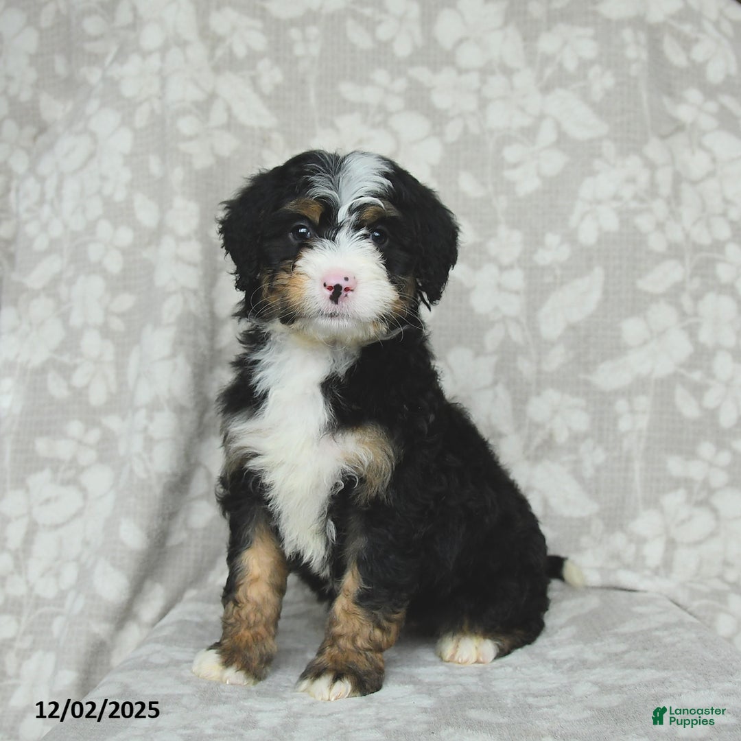 Mini Bernedoodle dogs for sale: Teddy - Ad 1