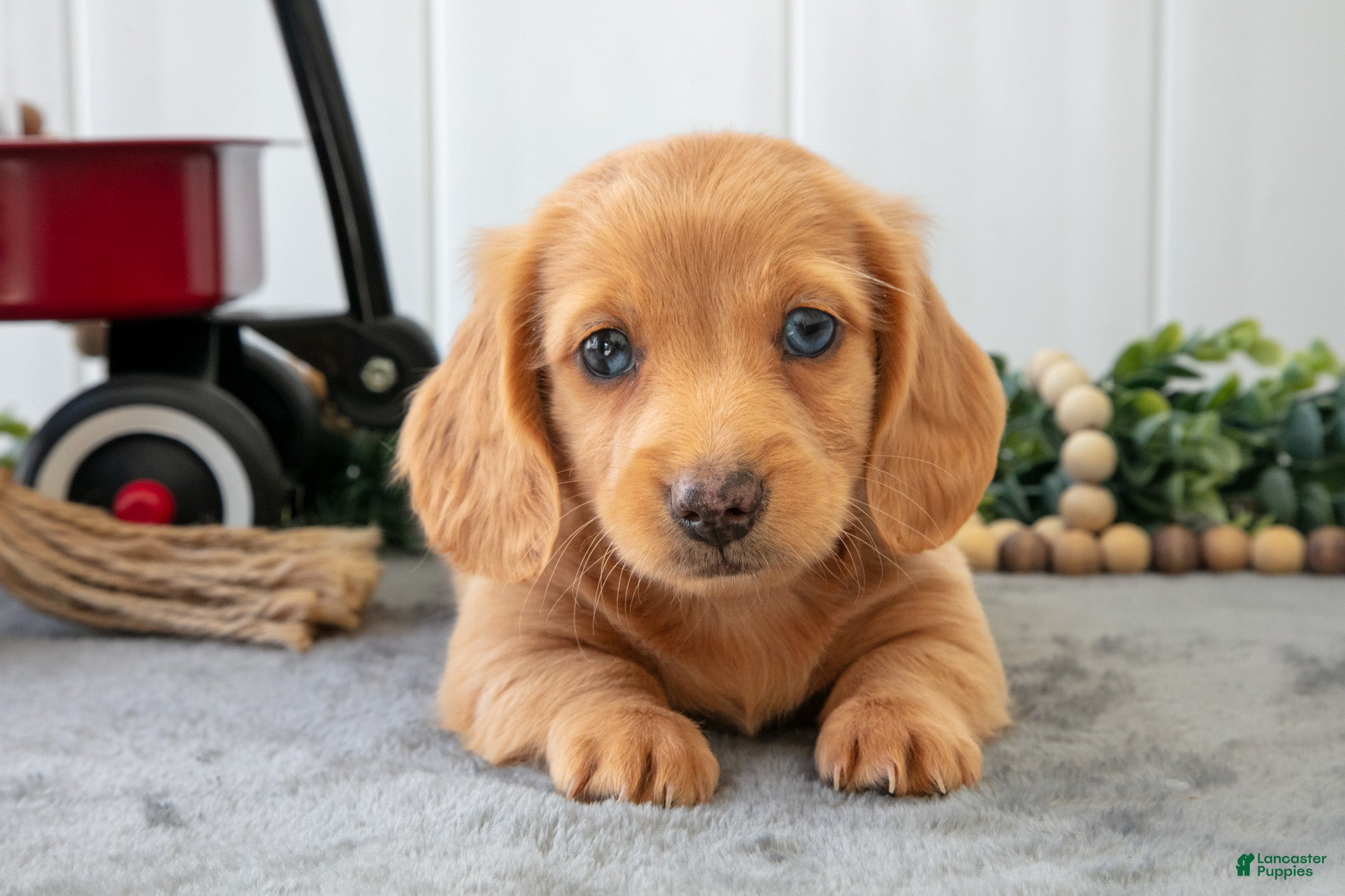 Miniature Dachshund dogs Murphy - Ad 1