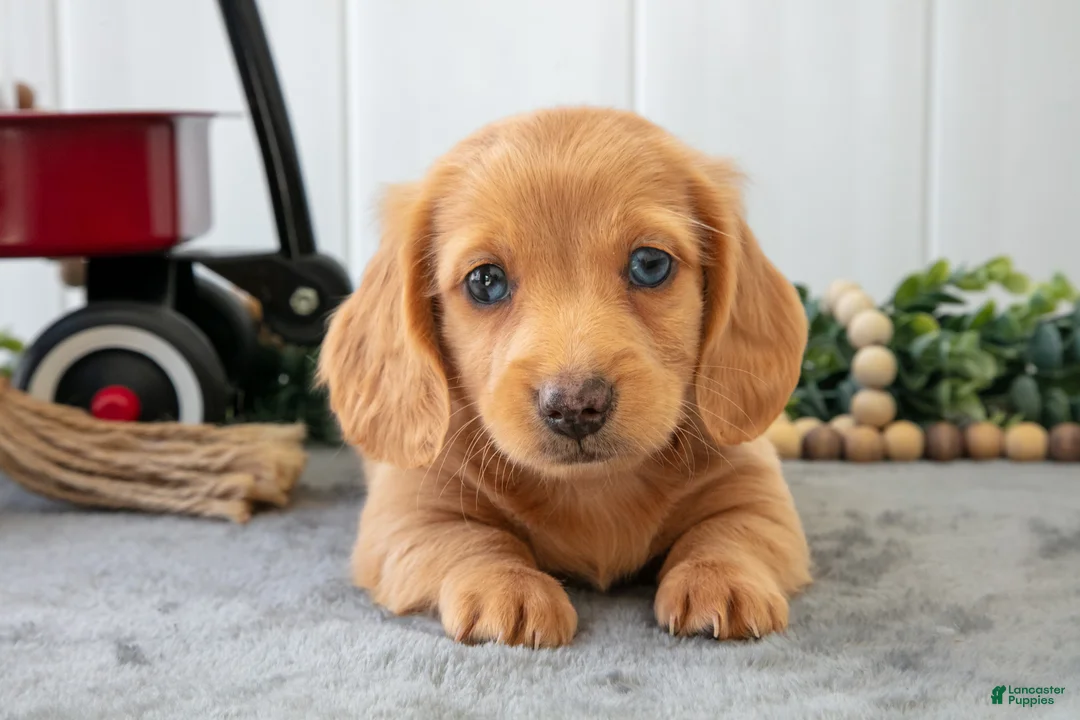 Miniature Dachshund dogs for sale: Murphy - Ad 1