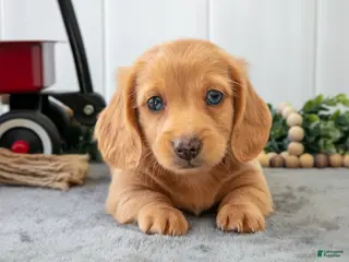 Miniature Dachshund dogs for sale: Murphy - Ad 2