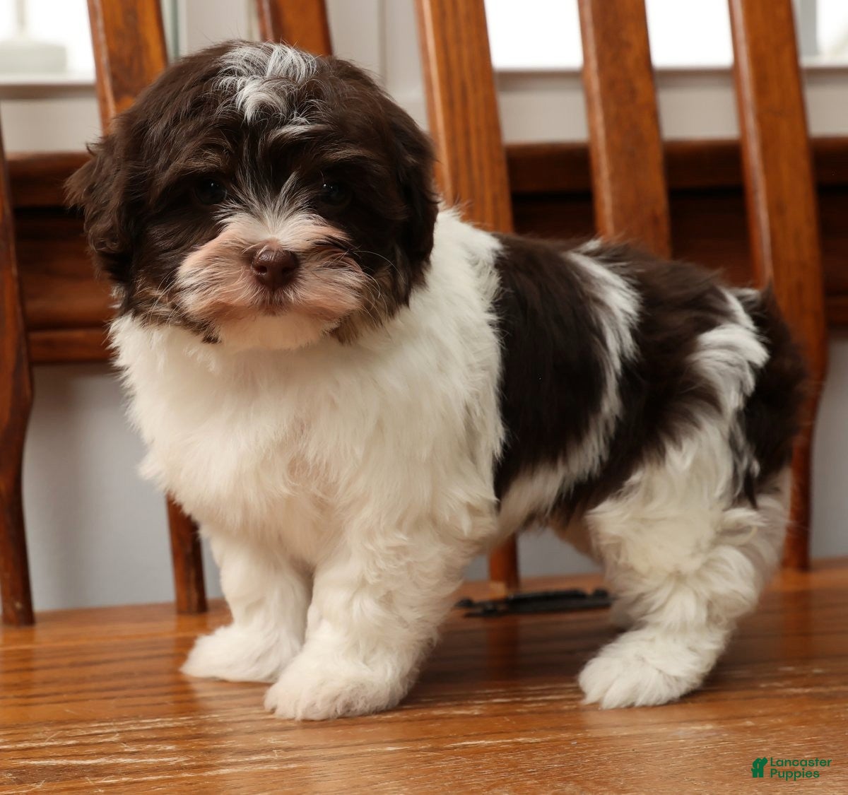 Havanese dogs Zoey - Ad 1