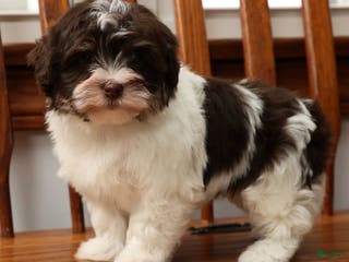 Havanese dogs Zoey - Ad 7