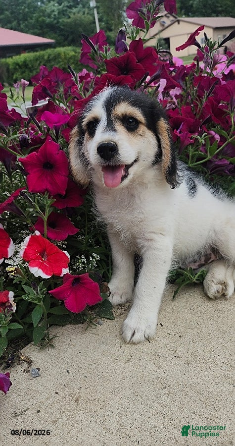Mixed Breed dogs Lucky - Ad 1