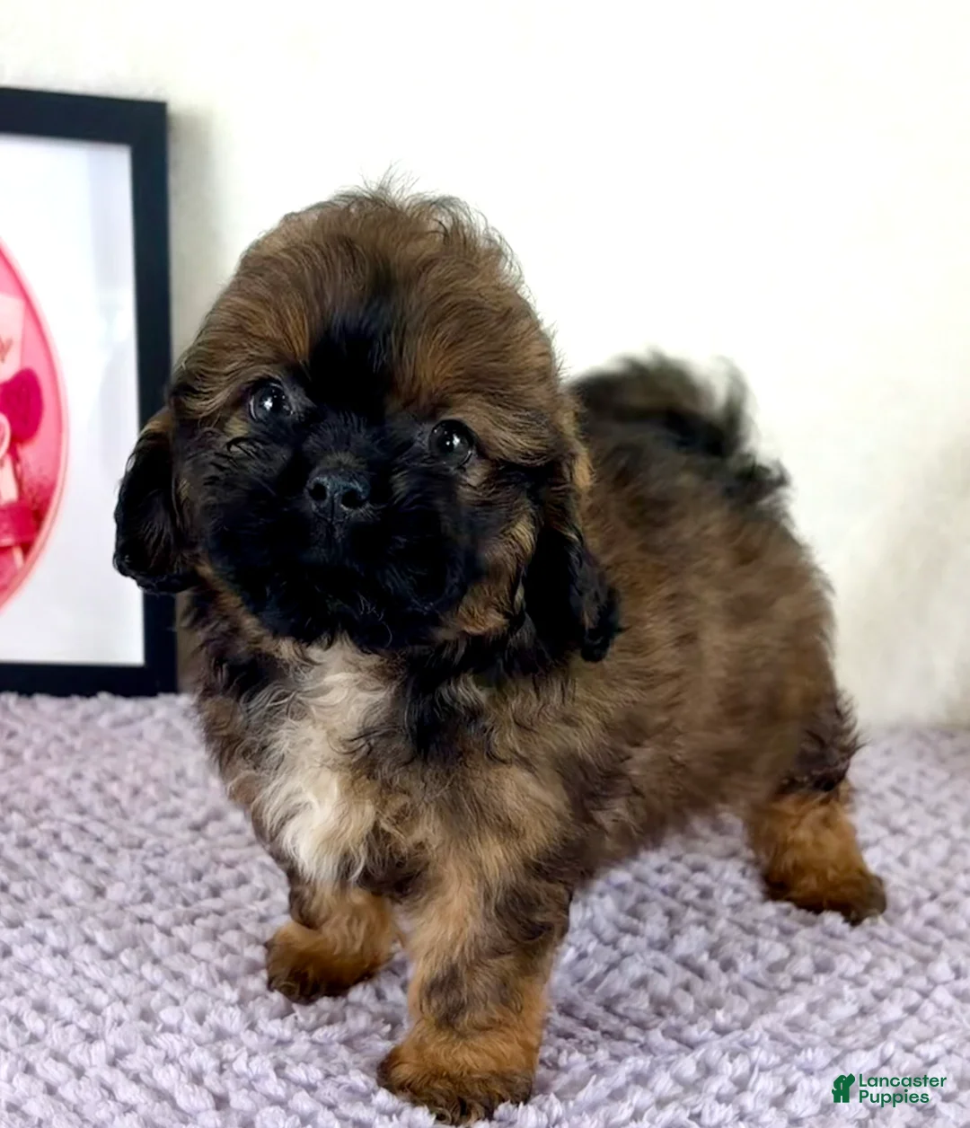 Shihpoo dogs for sale: Regina - Ad 1