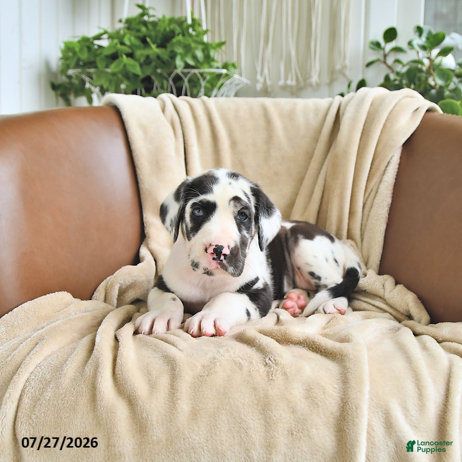Great Dane dogs Bella   - Ad 1