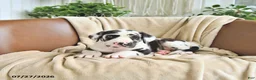Great Dane dogs for sale: Bella   - Ad 1