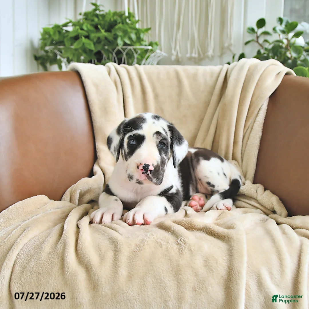 Great Dane dogs for sale: Bella   - Ad 1