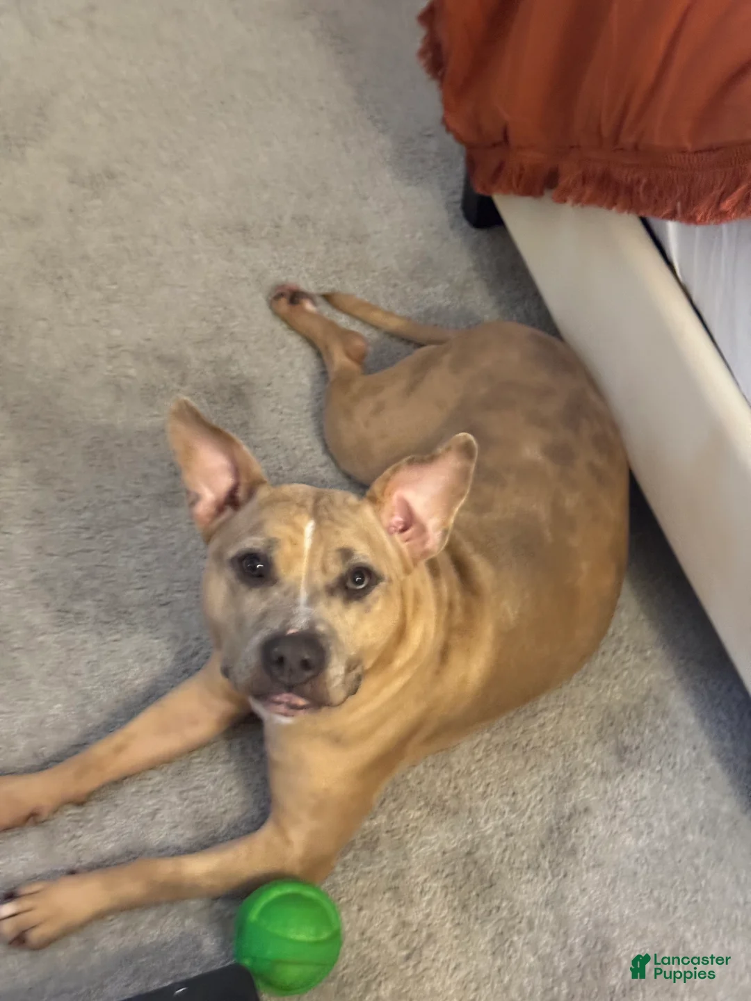 American Bully dogs for sale: American Bully Puppy 1 - Ad 1