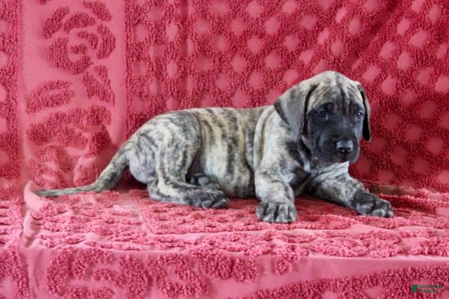 English Mastiff dogs Chester - Ad 29