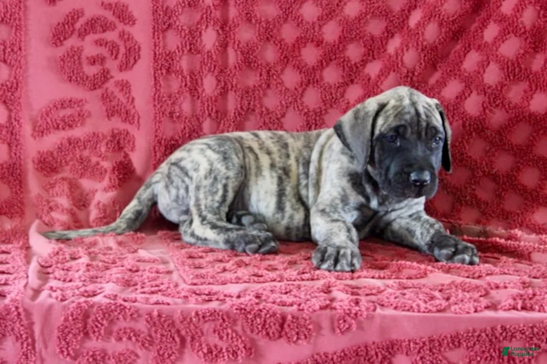 English Mastiff dogs for sale: Chester - Ad 3